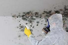 Professional Mold Prevention & Removal  in Darien, GA